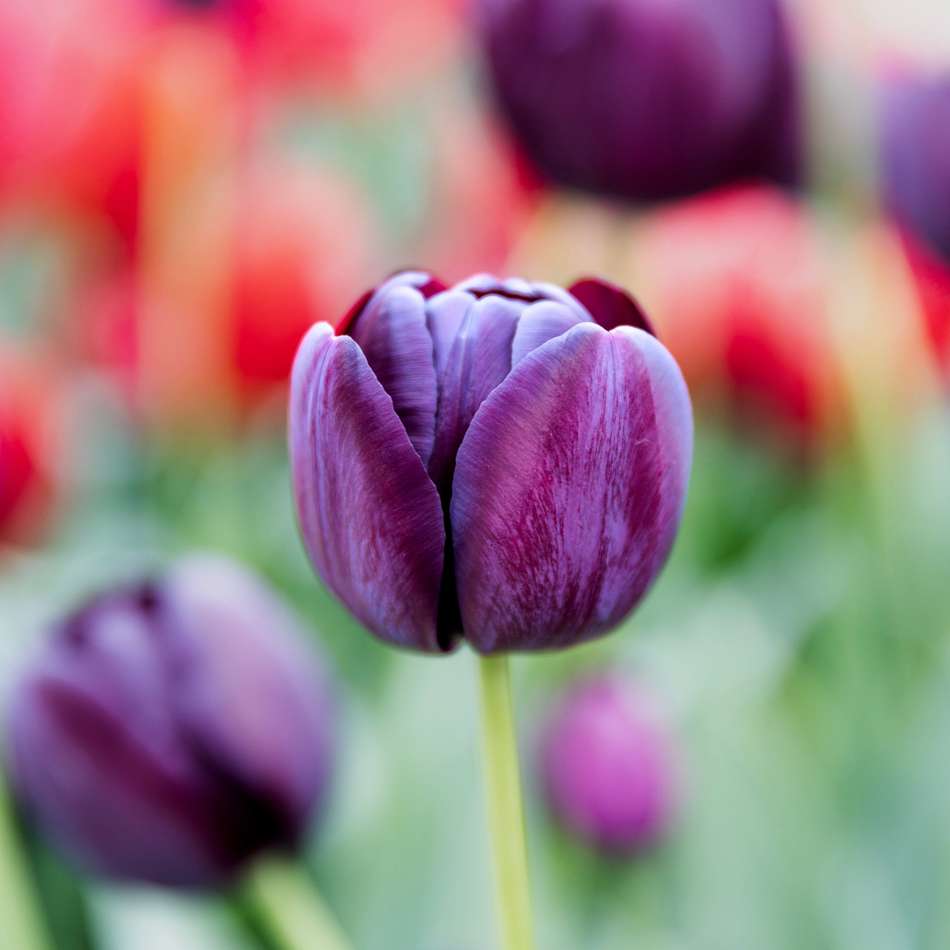 Tulpan 'Queen of Night'